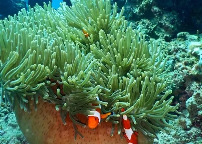 Affittacamere Badini Bali 2*